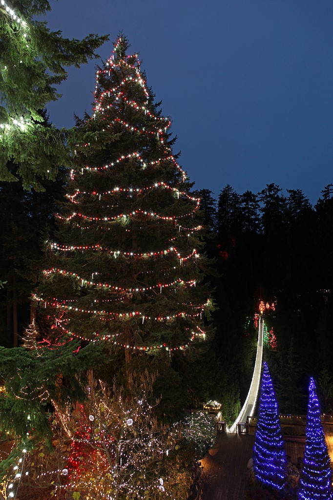 World's Tallest Living Christmas Tree (K  Tregillas)