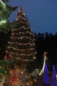 World’s Largest Living Christmas Tree