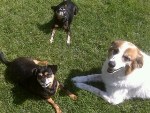 My Canine Fur Babies – A Tribute