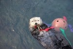 Celebrate Sea Otter Awareness Week at the Vancouver Aquarium