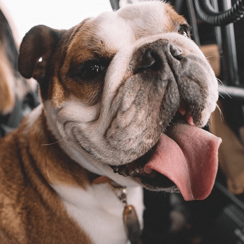 Pet Lover Show celebrity Bentley the Bulldog opens up about stardom and celebrity life